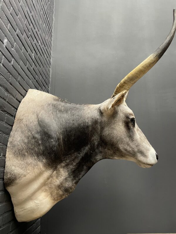 Taxidermy head of an extremely large Hungarian bull