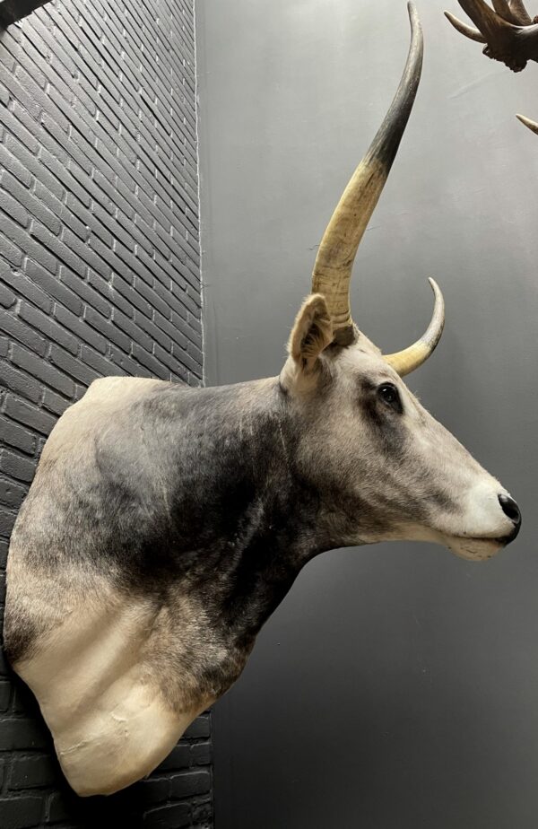 Taxidermy head of an extremely large Hungarian bull