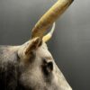 Taxidermy head of an extremely large Hungarian bull