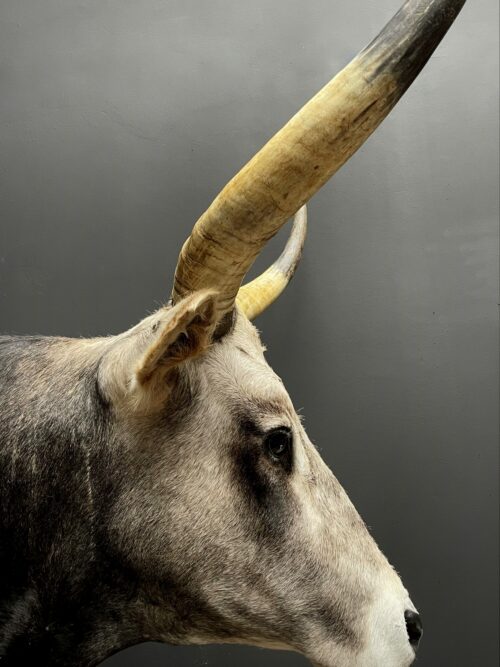 Taxidermy head of an extremely large Hungarian bull