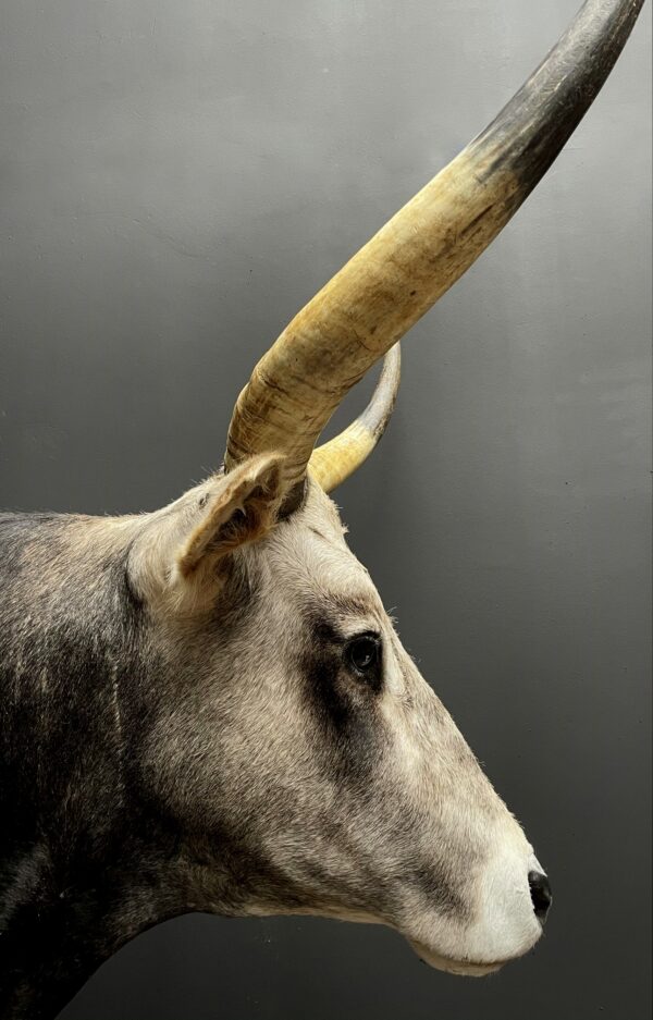 Taxidermy head of an extremely large Hungarian bull