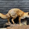 Taxidermy fox