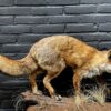 Taxidermy fox