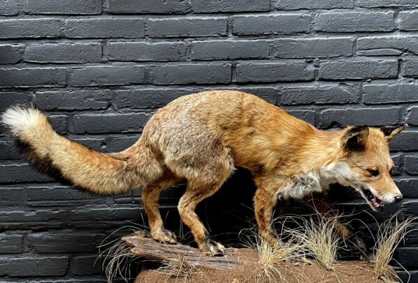 Taxidermy fox