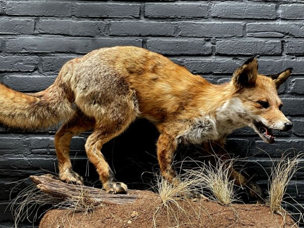 Taxidermie Fuchs