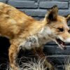 Taxidermy fox