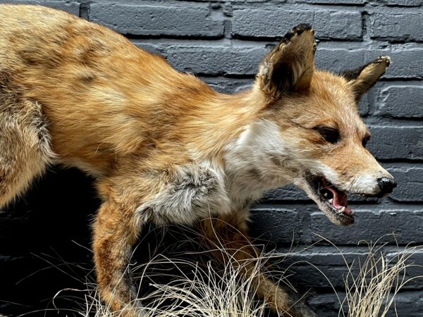 Taxidermy fox