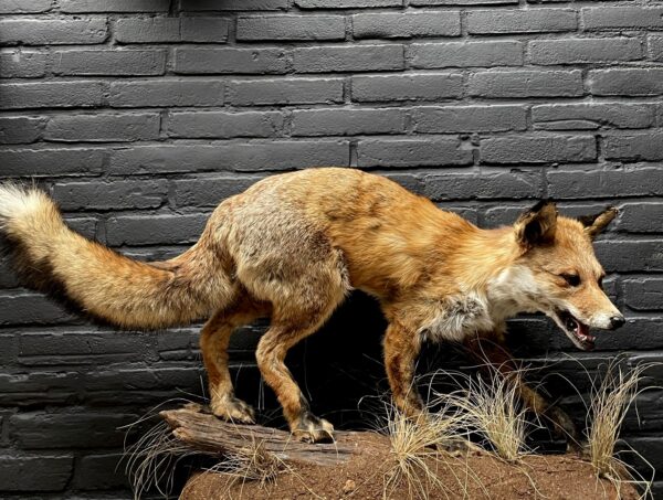 Taxidermie Fuchs