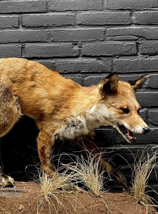 Taxidermie Fuchs