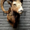 Head of a kapital mouflon ram.