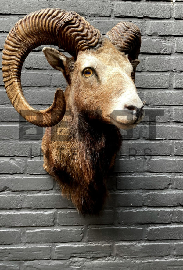 Head of a kapital mouflon ram.
