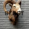 Head of a kapital mouflon ram.