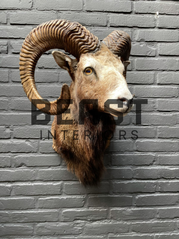 Head of a kapital mouflon ram.