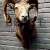 Head of a kapital mouflon ram.