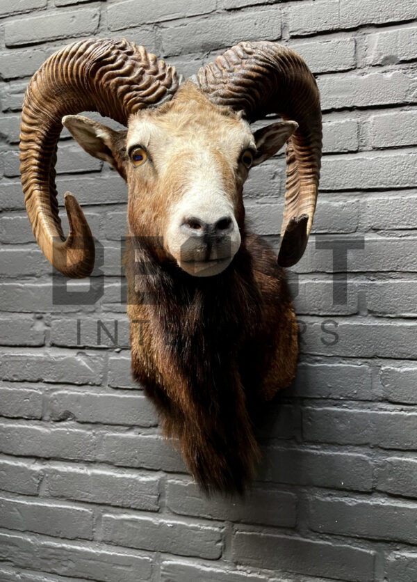 Head of a kapital mouflon ram.