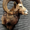 Head of a kapital mouflon ram.