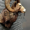 Head of a kapital mouflon ram.