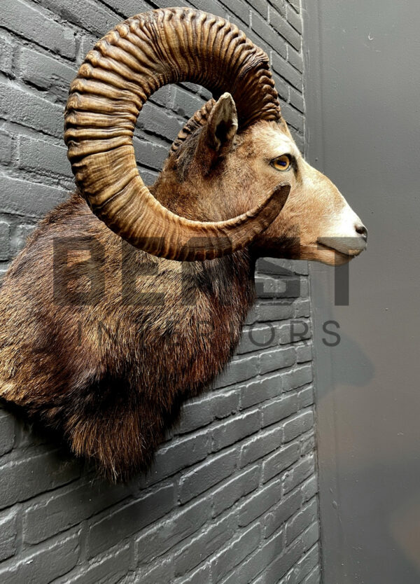 Head of a kapital mouflon ram.