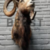 Head of a kapital mouflon ram.