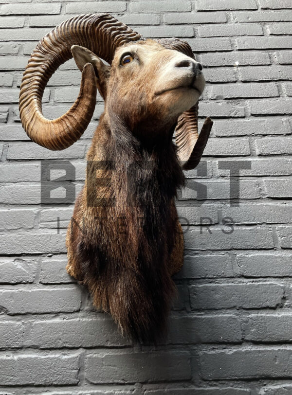 Head of a kapital mouflon ram.