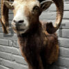 Head of a kapital mouflon ram.