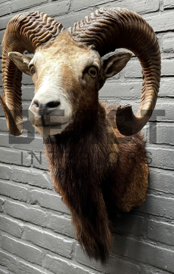 Head of a kapital mouflon ram.