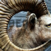 Head of a kapital mouflon ram.