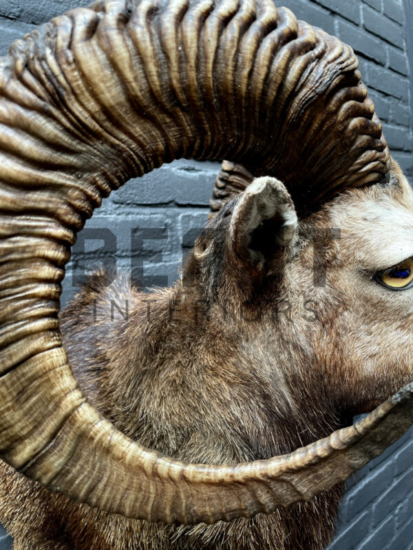 Head of a kapital mouflon ram.