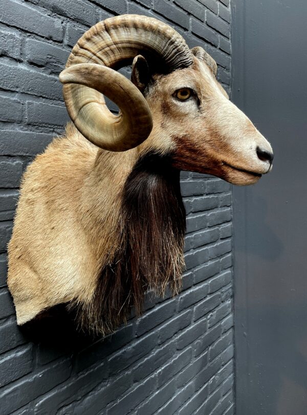Mounted head of a Corsican ram.