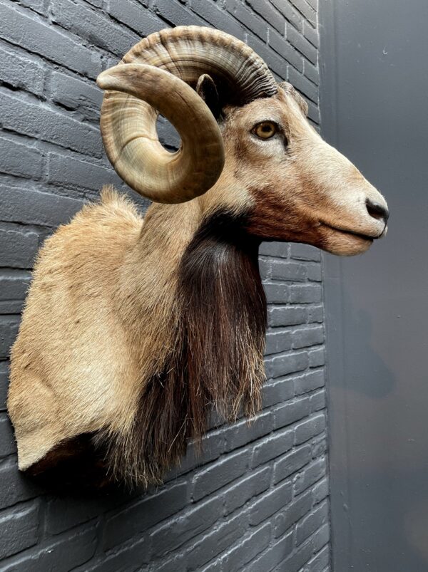 Mounted head of a Corsican ram.