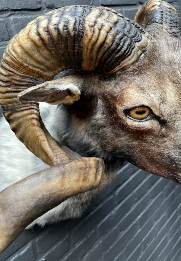 Impressive head of merino sheep