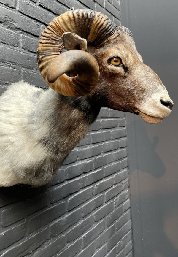Impressive head of merino sheep