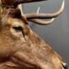 Mounted head of a Wapiti