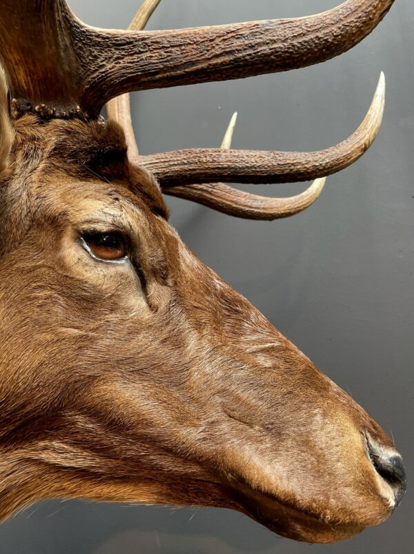 Mounted head of a Wapiti