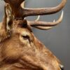 Mounted head of a Wapiti