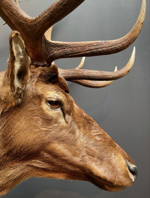 Mounted head of a Wapiti