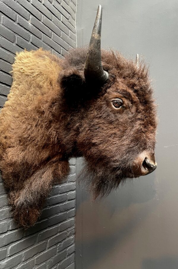 Beautiful stuffed bison head