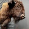 Schöner ausgestopfter Bisonkopf