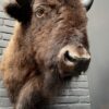 Schöner ausgestopfter Bisonkopf