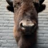 Schöner ausgestopfter Bisonkopf