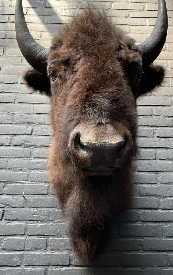 Beautiful stuffed bison head