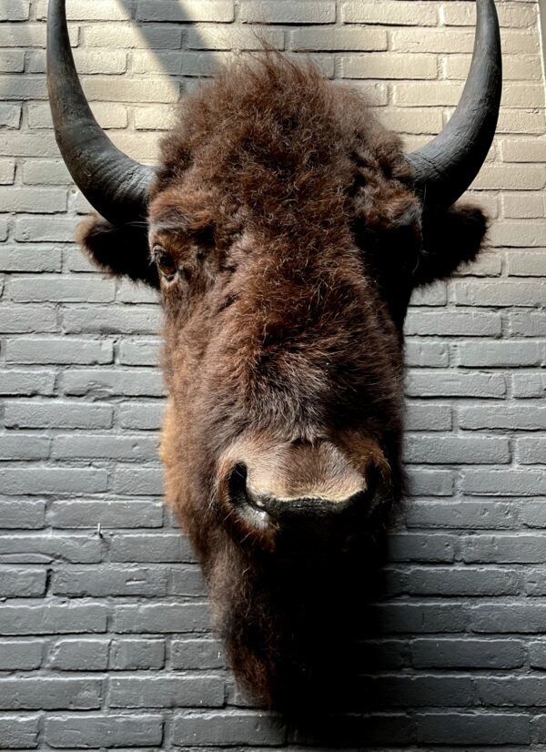 Beautiful stuffed bison head