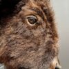 Beautiful stuffed bison head