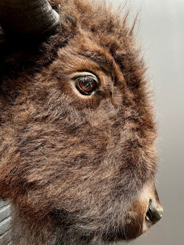 Beautiful stuffed bison head