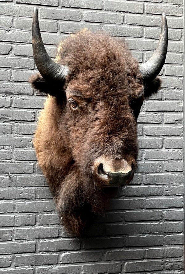 Beautiful stuffed bison head