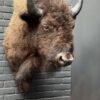 Beautiful stuffed bison head