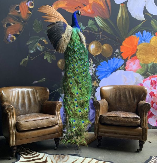 Stylish taxidermy peacock