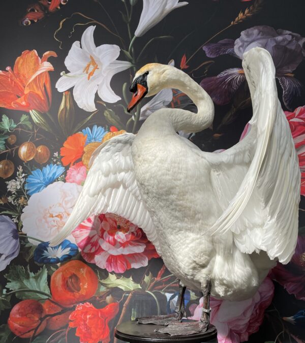 Ornate stuffed mute swan