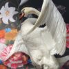 Taxidermy swan