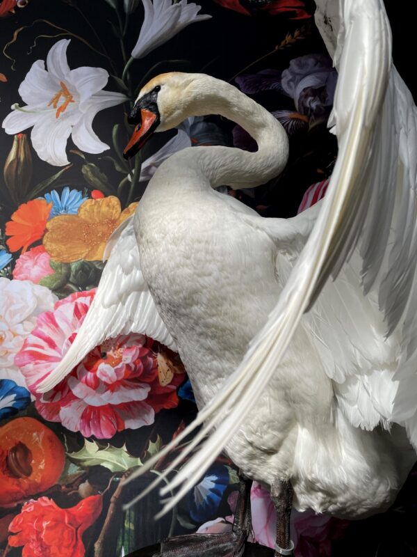 Ornate stuffed mute swan